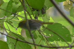 Chlorospingus flavigularis