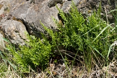 Asplenium cuneifolium