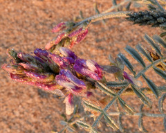 Astragalus magdalenae