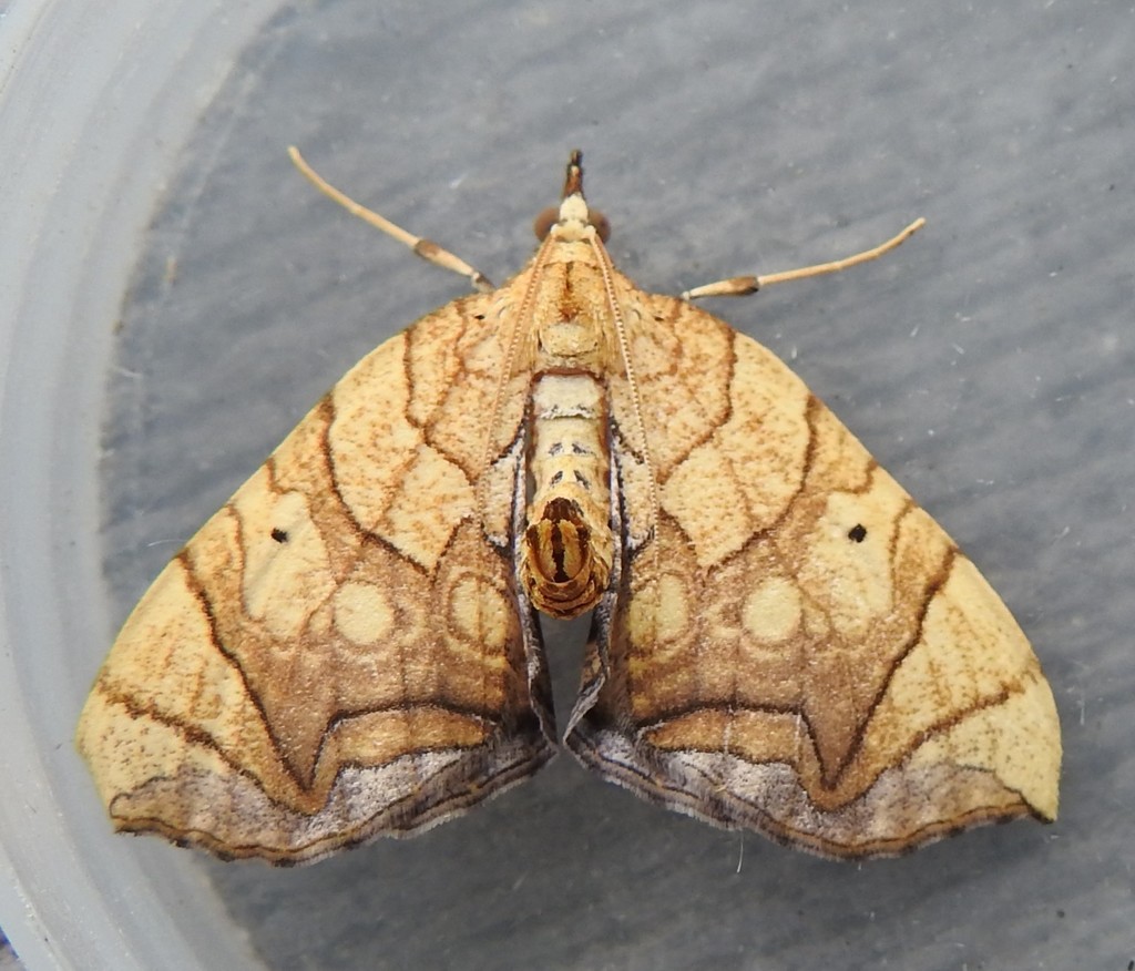 Greater Grapevine Looper Moth