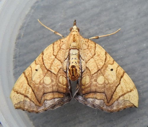 Eulithis gracilineata (Guenée)
