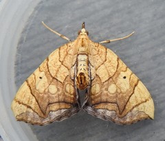 Eulithis gracilineata