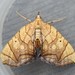 Greater Grapevine Looper Moth - Photo (c) joannerusso, some rights reserved (CC BY-NC), uploaded by joannerusso
