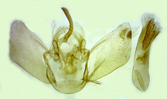 Eulithis gracilineata