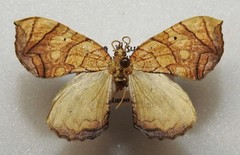 Eulithis gracilineata