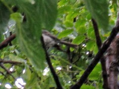Serpophaga subcristata