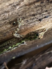 Big-Fanned Trunk Anole photo 2
