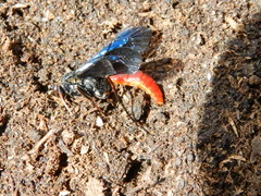 Protichneumon grandis