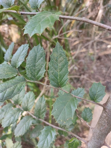 Asbestos tree (Aphananthe philippinensis)