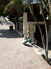 Pelecanus occidentalis