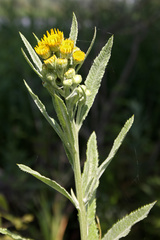 Jacobaea paludosa lanata