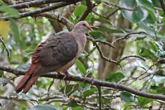 Pink Pigeon photo 2