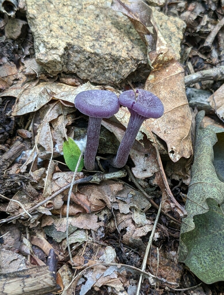 Laccaria amethystina · July 2023 · photo: © repta (iNaturalist, cc-by)