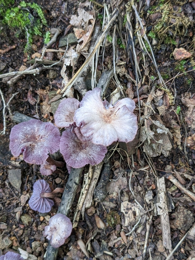 Laccaria amethystina · July 2023 · photo: © repta (iNaturalist, cc-by)