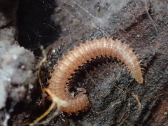 Apterourus