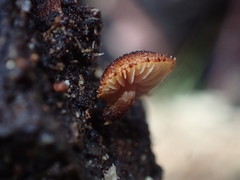 Phaeomarasmius