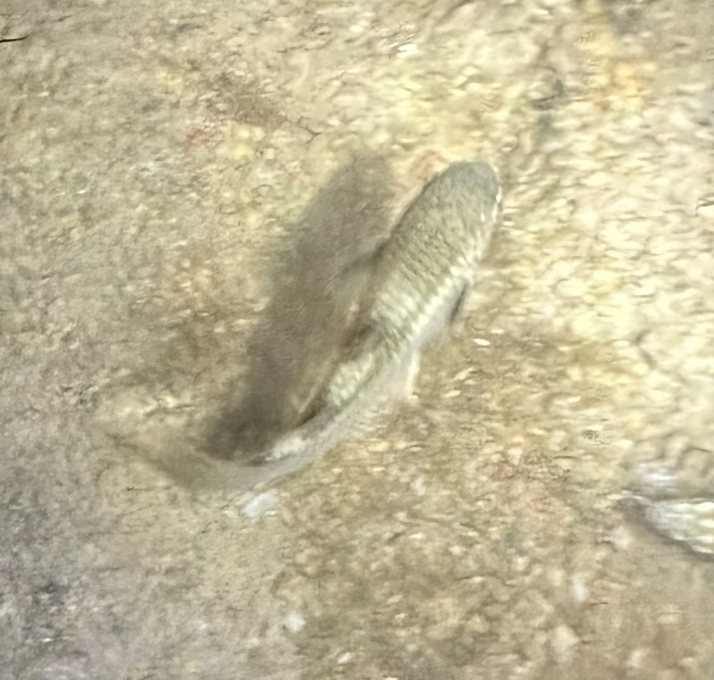 Diamond-scaled Mullet