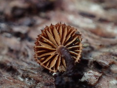 Phaeomarasmius