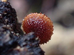 Phaeomarasmius