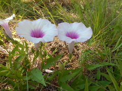 Ipomoea shumardiana