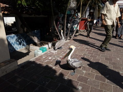 Pelecanus occidentalis