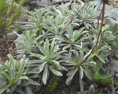 Celmisia angustifolia