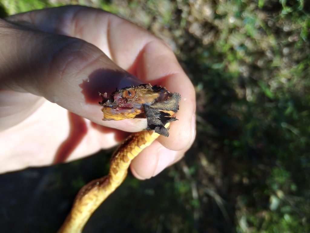 Godman's Montane Pit Viper from Capitán Luis Ángel Vidal, Chis., México