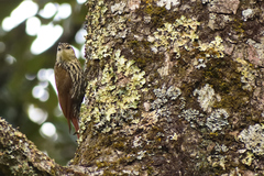 Lepidocolaptes leucogaster