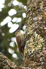 Lepidocolaptes leucogaster