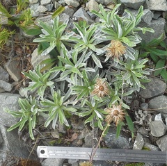 Celmisia angustifolia