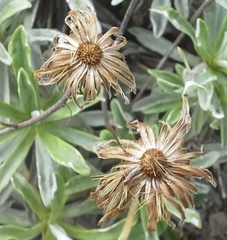 Celmisia angustifolia