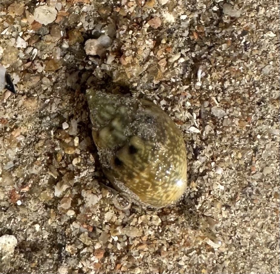 Nassarius graphiterus