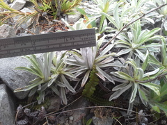 Celmisia angustifolia