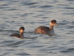 Podiceps nigricollis