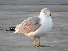 Larus delawarensis