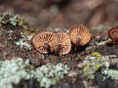 Phaeomarasmius
