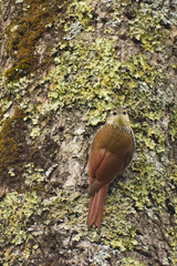 Lepidocolaptes leucogaster