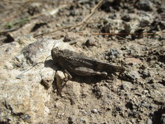 Oedipoda canariensis