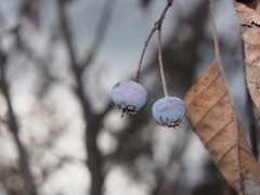 Amelanchier asiatica
