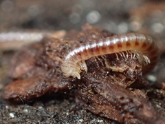 Blaniulidae