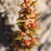 Crassula bergioides - Photo (c) Marion Maclean, μερικά δικαιώματα διατηρούνται (CC BY-NC), uploaded by Marion Maclean