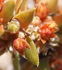 Crassula bergioides