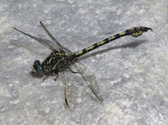 Paragomphus cognatus