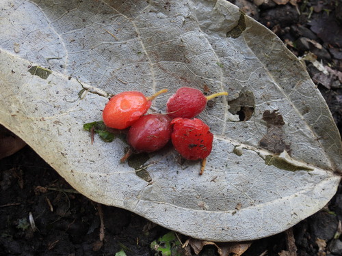 Aceratium concinnum observed 2023-07-20