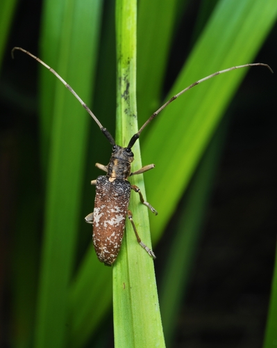Annamanum