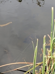 Astronotus ocellatus