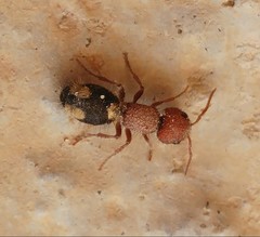 Mutilla quinquemaculata
