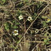 Zinnia angustifolia littoralis - Photo (c) sofia santos guzman,  זכויות יוצרים חלקיות (CC BY-NC), uploaded by sofia santos guzman