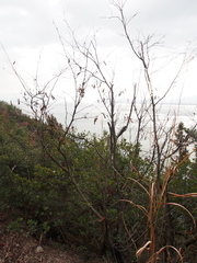 Amelanchier asiatica