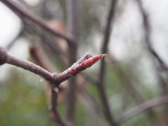 Amelanchier asiatica